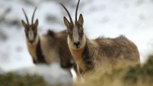 Incontri ravvicinati sulla neve